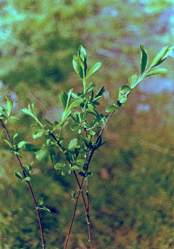 Euonymus hamiltonianus
