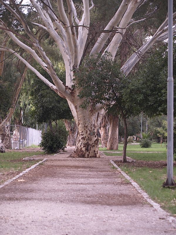 Eucalyptus auf Korfu