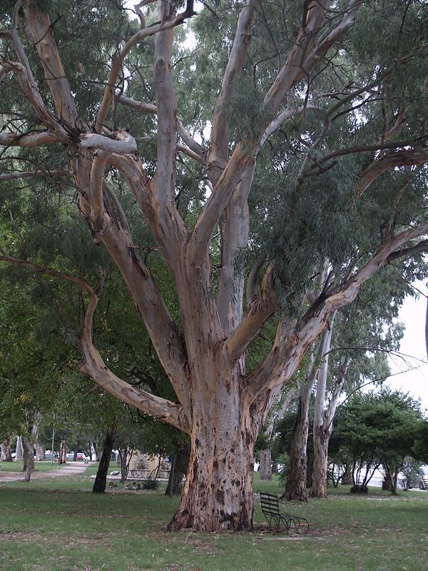 Eucalyptus auf korfu