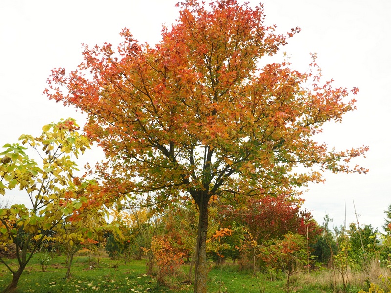 Acer tegmentosum im Herbst