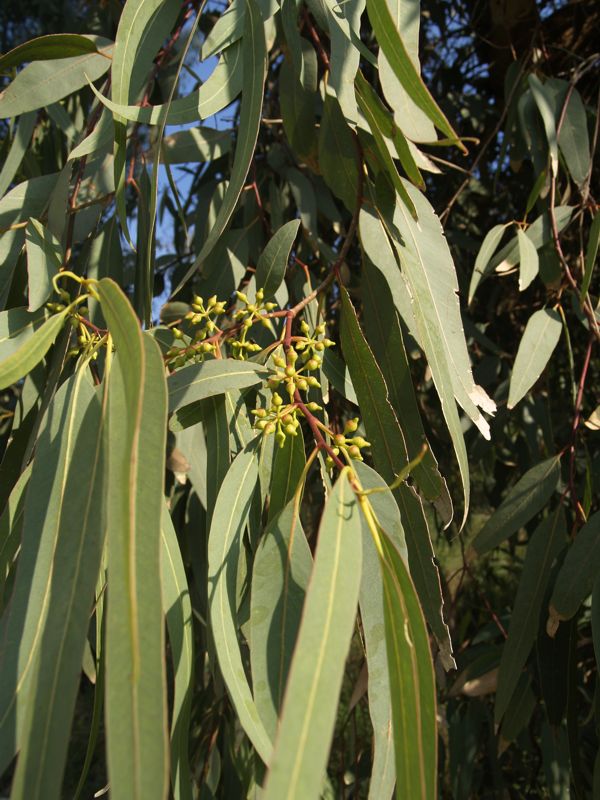 Eucalyptus Mon Repos (Korfu)
