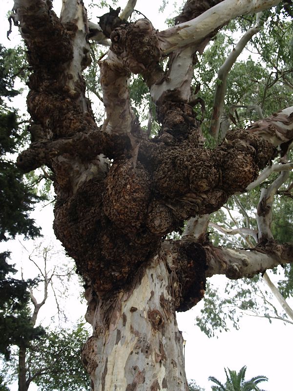 Eucalyptus auf Korfu